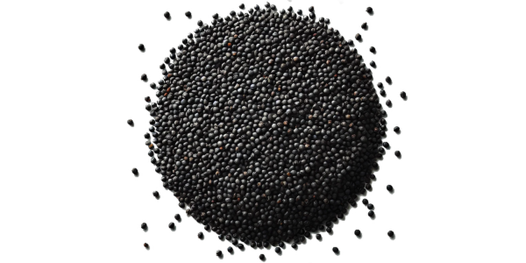 Gorczyca czarna
(cena za kilogram)